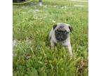 Pug Puppy for sale in Olpe, KS, USA