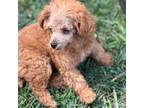 Poodle (Toy) Puppy for sale in Hartville, MO, USA