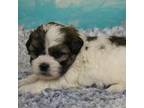 Cavapoo Puppy for sale in Rock Rapids, IA, USA