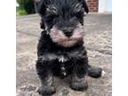 Schnauzer (Miniature) Puppy for sale in Mohawk, TN, USA