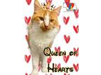 Queen of Hearts Domestic Shorthair Adult Female