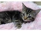 Harper Domestic Shorthair Kitten Female