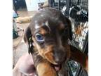 Dachshund Puppy for sale in Barry, IL, USA