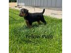 Airedale Terrier Puppy for sale in Waynesfield, OH, USA