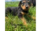 Airedale Terrier Puppy for sale in Waynesfield, OH, USA