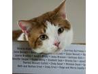 Handsome Domestic Shorthair Adult Male