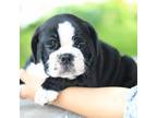 Bulldog Puppy for sale in Roaring Spring, PA, USA