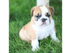 Bulldog Puppy for sale in Roaring Spring, PA, USA
