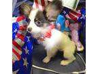 Papillon Puppy for sale in New York, NY, USA