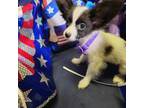 Papillon Puppy for sale in New York, NY, USA