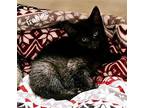 Foxy, Frannie, Fergie, & Frankie Domestic Shorthair Kitten Female