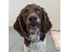Jack English Springer Spaniel Young Male