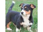 Pembroke Welsh Corgi Puppy for sale in Chase City, VA, USA