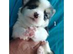 Pembroke Welsh Corgi Puppy for sale in Aguanga, CA, USA