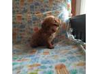 Poodle (Toy) Puppy for sale in Plymouth, IN, USA