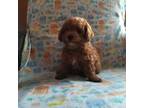 Poodle (Toy) Puppy for sale in Plymouth, IN, USA