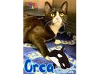 Orca Domestic Shorthair Young Male