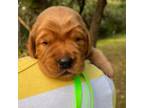 Golden Retriever Puppy for sale in Bellevue, TX, USA