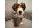Maltipoo Puppy for sale in Cypress, CA, USA