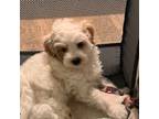 Maltipoo Puppy for sale in Cypress, CA, USA