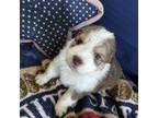 Border Collie Puppy for sale in Granite Falls, NC, USA