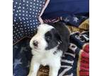 Border Collie Puppy for sale in Granite Falls, NC, USA