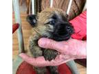 Cairn Terrier Puppy for sale in Pierson, MI, USA