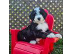Mutt Puppy for sale in Greenville, OH, USA