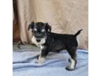 Schnauzer (Miniature) Puppy for sale in Nappanee, IN, USA