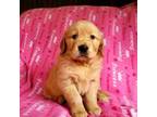 Golden Retriever Puppy for sale in Peshtigo, WI, USA