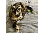 Belissima, Domestic Shorthair For Adoption In Toronto, Ontario