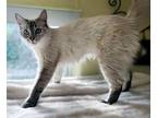 Annalise, Ragdoll For Adoption In Davis, California