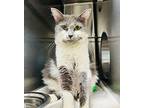 Nora, Domestic Mediumhair For Adoption In Edmonton, Alberta