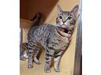 Balenciaga, Domestic Shorthair For Adoption In Chico, California