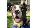 Charlie, American Pit Bull Terrier For Adoption In Citrus Heights, California