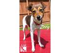 Zoey, Jack Russell Terrier For Adoption In Tomball, Texas