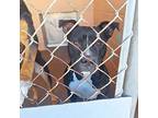 Delilah, American Pit Bull Terrier For Adoption In Gautier, Mississippi