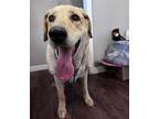 Rufus, Labrador Retriever For Adoption In Las Vegas, Nevada