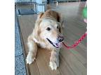 Ellie, Golden Retriever For Adoption In Las Vegas, Nevada