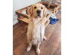 Lou, Golden Retriever For Adoption In Las Vegas, Nevada