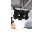 Glimmer, Domestic Shorthair For Adoption In Indiana, Pennsylvania