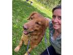 Fern, Golden Retriever For Adoption In Bedford Hills, New York