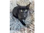 Kate, Domestic Shorthair For Adoption In La Habra, California