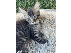 Colin, Domestic Shorthair For Adoption In La Habra, California