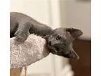 Aerial, Russian Blue For Adoption In Knoxville, Tennessee