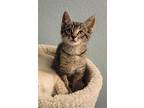 Mellon, Domestic Shorthair For Adoption In Irvine, California