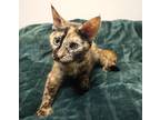 Tammi, Domestic Shorthair For Adoption In Forked River, New Jersey