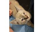 Mozzarella, Siamese For Adoption In Irvine, California