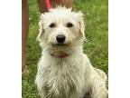 Collette (bonded With Annabeth), Westie, West Highland White Terrier For