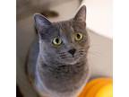 Mipha, Domestic Shorthair For Adoption In Des Moines, Iowa